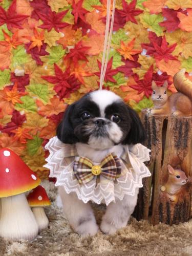 20241120たいがくん